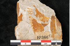 Foto (Detailansicht) von Fagus muelleri Ettingshausen 1887 (NHMW-GEO-2024-0188-10366)